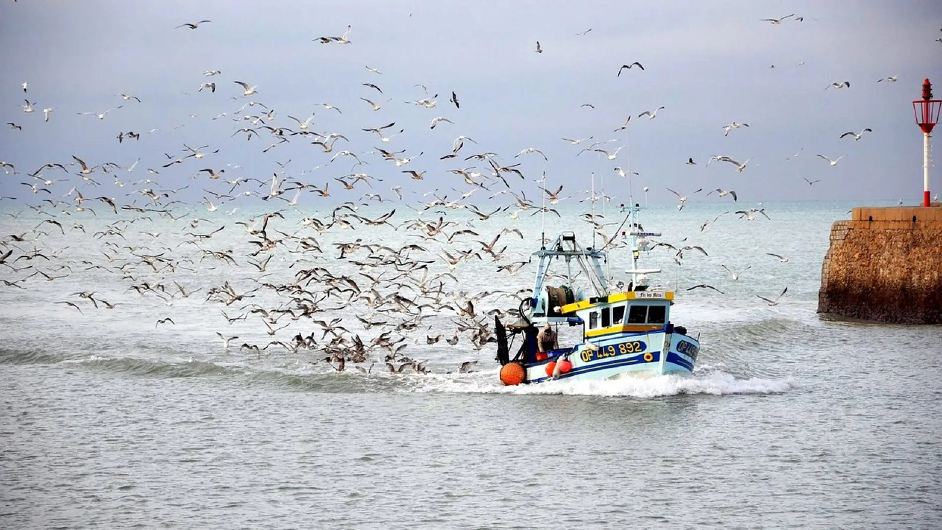 Capturas de aves marinas