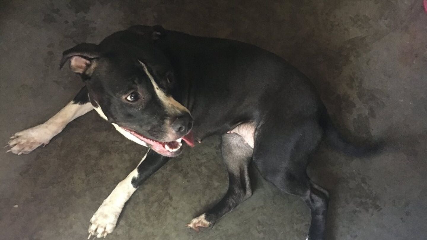 Uno de los pitbull que encerraron con los gatos 