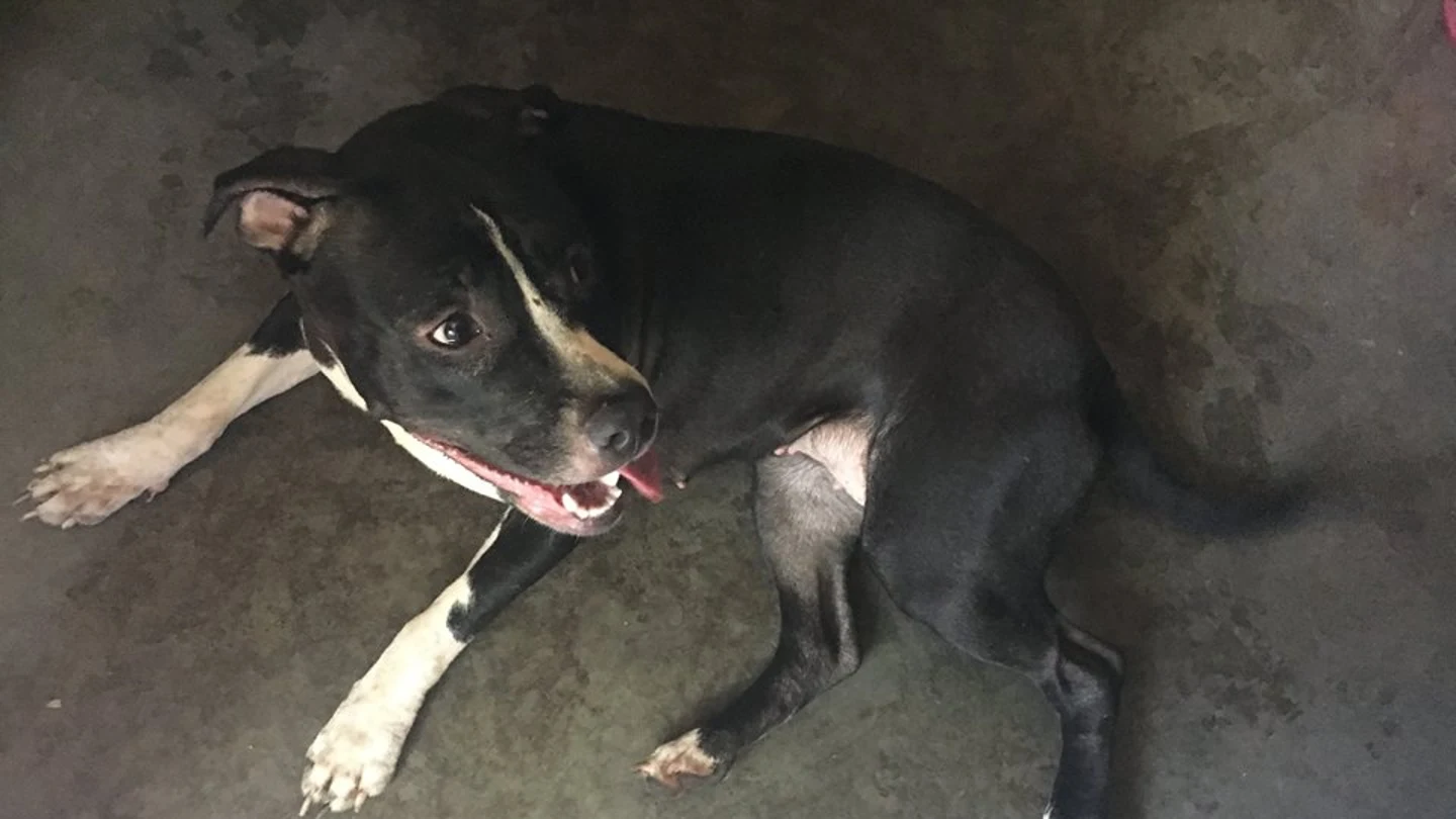 Uno de los pitbull que encerraron con los gatos Uno de los pitbull que encerraron con los gatos