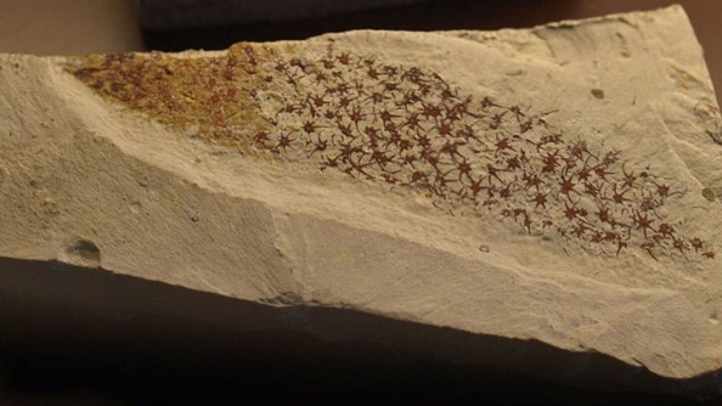 Extra&ntilde;a criatura marina f&oacute;sil hallada