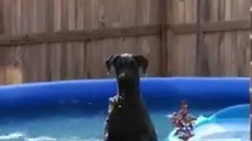 Así reacciona un perro cuando su dueño le pilla bañándose en la piscina