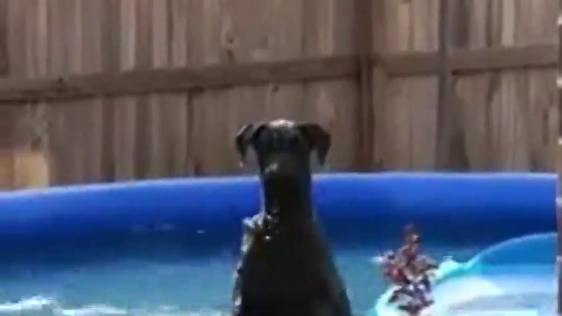 Así reacciona un perro cuando su dueño le pilla bañándose en la piscina