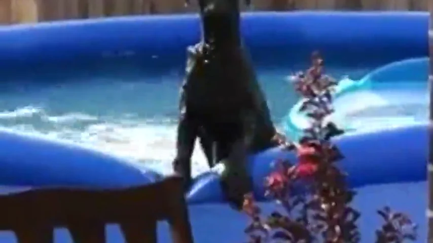 Así reacciona un perro cuando su dueño le pilla bañándose en la piscina