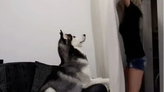 Imagen de un perro al que ponen a prueba con el nuevo reto viral Imagen de un perro al que ponen a prueba con el nuevo reto viral