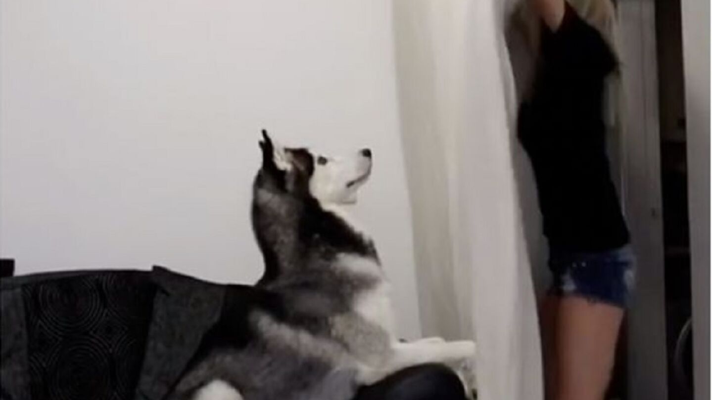Imagen de un perro al que ponen a prueba con el nuevo reto viral