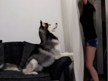 Imagen de un perro al que ponen a prueba con el nuevo reto viral Imagen de un perro al que ponen a prueba con el nuevo reto viral