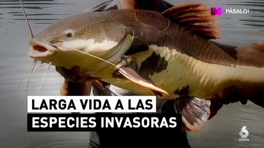 Un ejemplar de especie exótica invasora El Congreso aprueba hacer negocio con animales exóticos invasores, la segunda causa de extinción de especies en el mundo