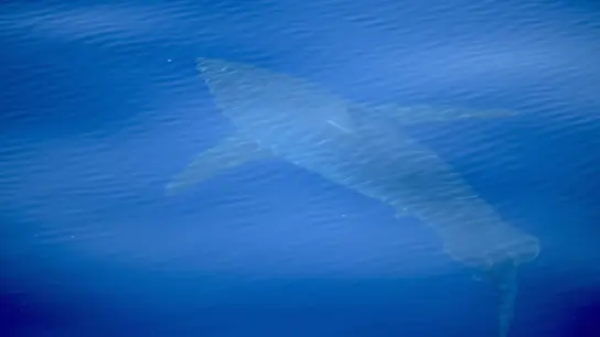 Imagen del avistamiento histórico de un tiburón blanco en Baleares Imagen del avistamiento histórico de un tiburón blanco en Baleares