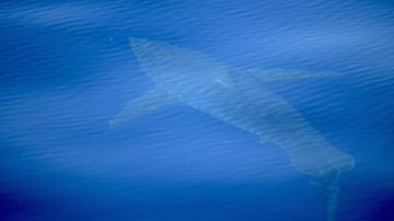 Imagen del avistamiento histórico de un tiburón blanco en Baleares