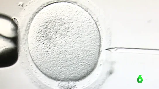 España crea un registro para controlar las donaciones de semen y óvulos: el donante no podrá engendrar más de seis hijos España crea un registro para controlar las donaciones de semen y óvulos: el donante no podrá engendrar más de seis hijos