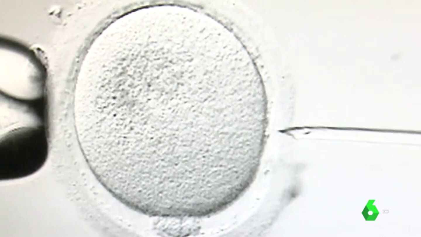 Espa&ntilde;a crea un registro para controlar las donaciones de semen y &oacute;vulos: el donante no podr&aacute; engendrar m&aacute;s de seis hijos
