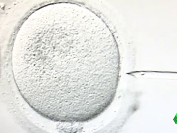 España crea un registro para controlar las donaciones de semen y óvulos: el donante no podrá engendrar más de seis hijos España crea un registro para controlar las donaciones de semen y óvulos: el donante no podrá engendrar más de seis hijos