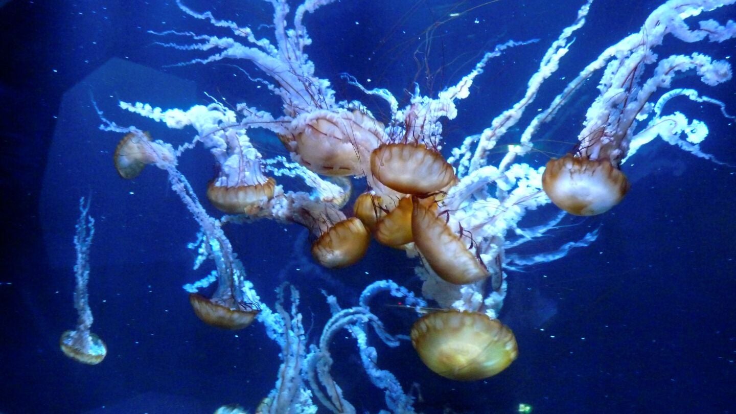 Medusas conocidas como ortigas del mar del Pac&iacute;fico se muestran en el acuario de Nausica&aacute;