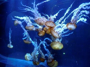 Medusas conocidas como ortigas del mar del Pacífico se muestran en el acuario de Nausicaá Medusas conocidas como ortigas del mar del Pacífico se muestran en el acuario de Nausicaá