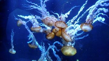 Medusas conocidas como ortigas del mar del Pacífico se muestran en el acuario de Nausicaá