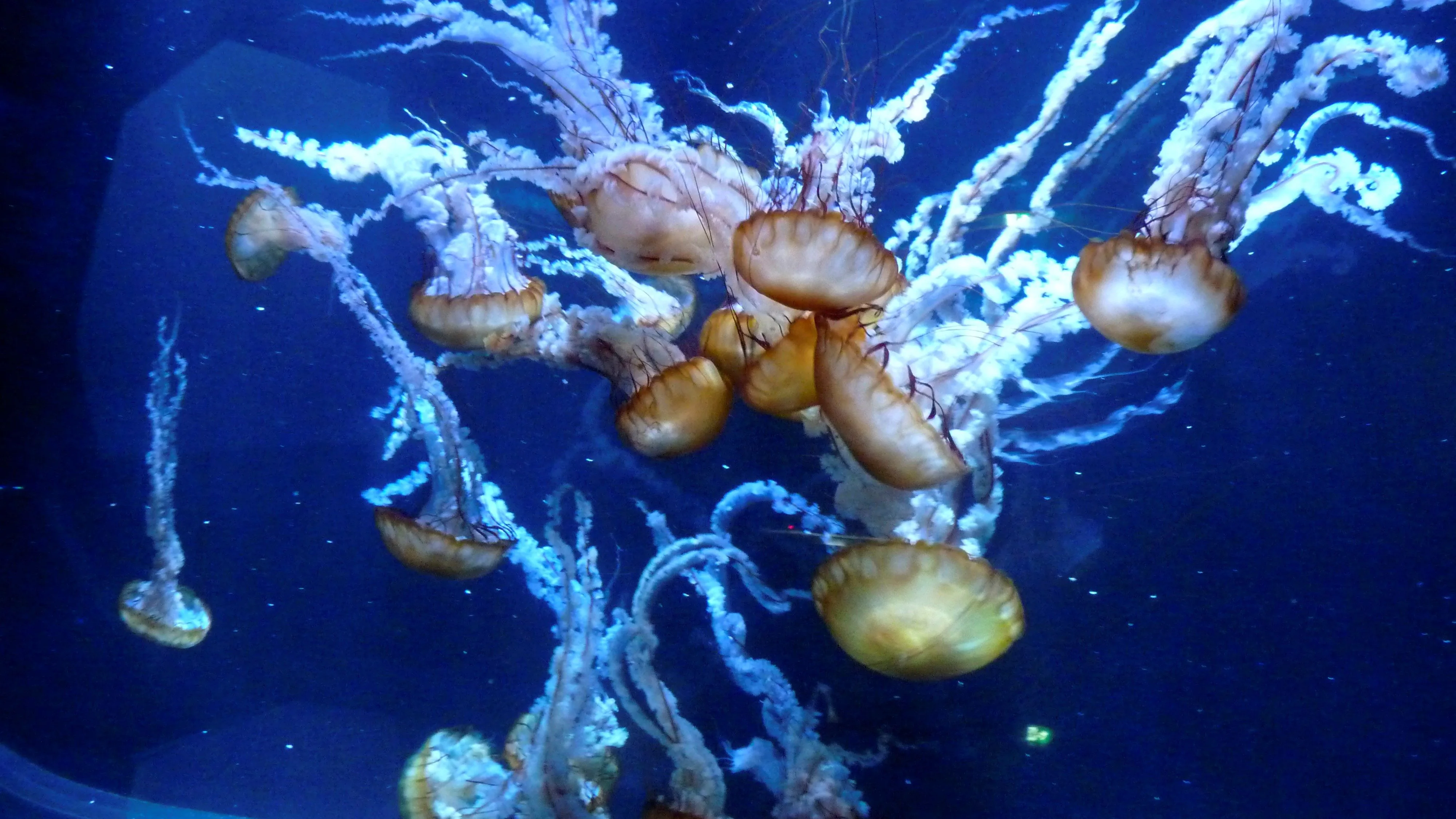 Medusas conocidas como ortigas del mar del Pacífico se muestran en el acuario de Nausicaá