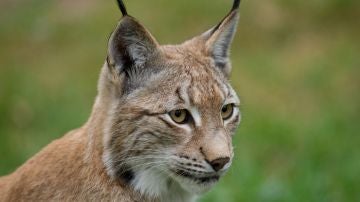 La caza ilegal amenaza también a los linces europeos