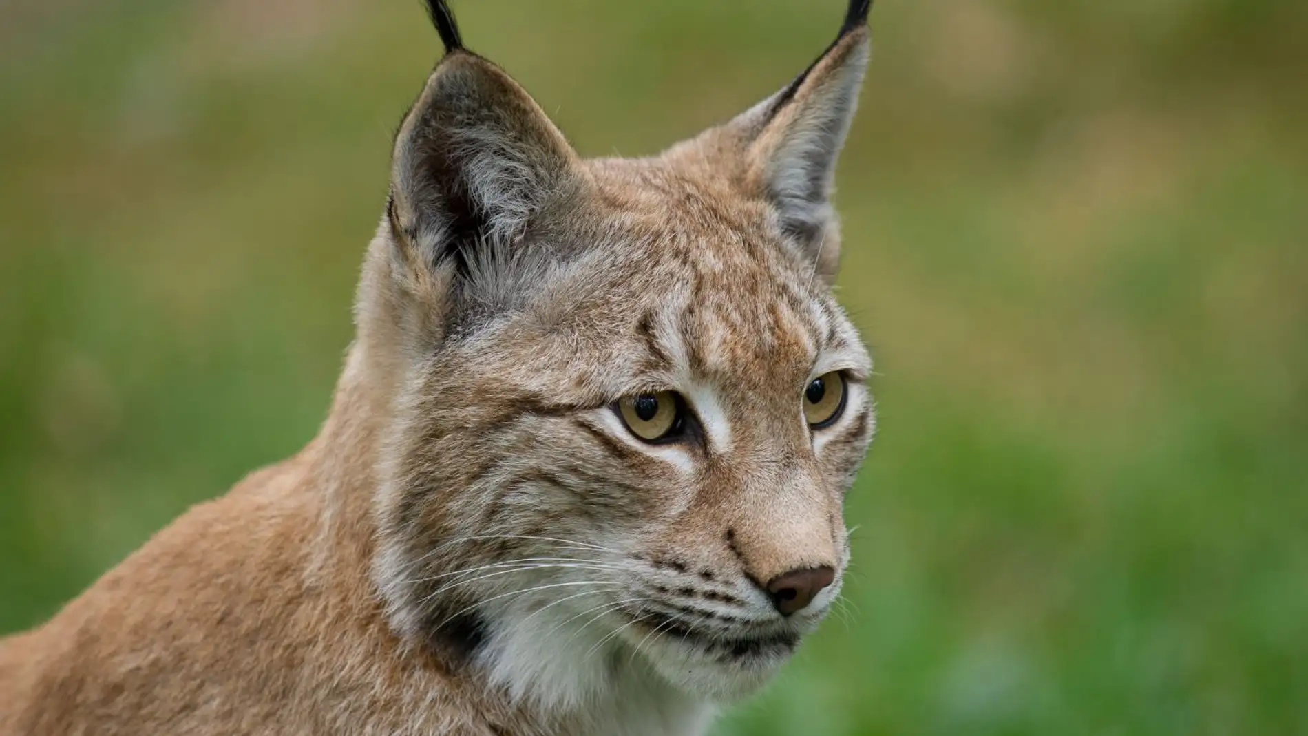 La caza ilegal amenaza también a los linces europeos