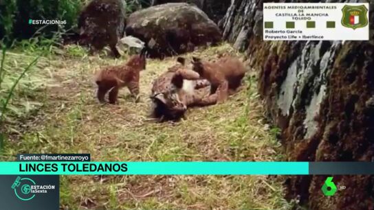 Linces nacidos en libertad en Toledo