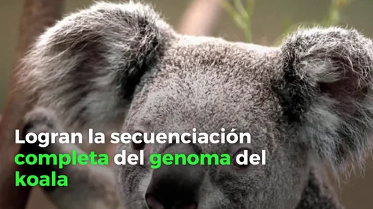 Descifran el código genético del koala: un "trampolín" para salvar esta especia única Descifran el código genético del koala: un "trampolín" para salvar esta especia única