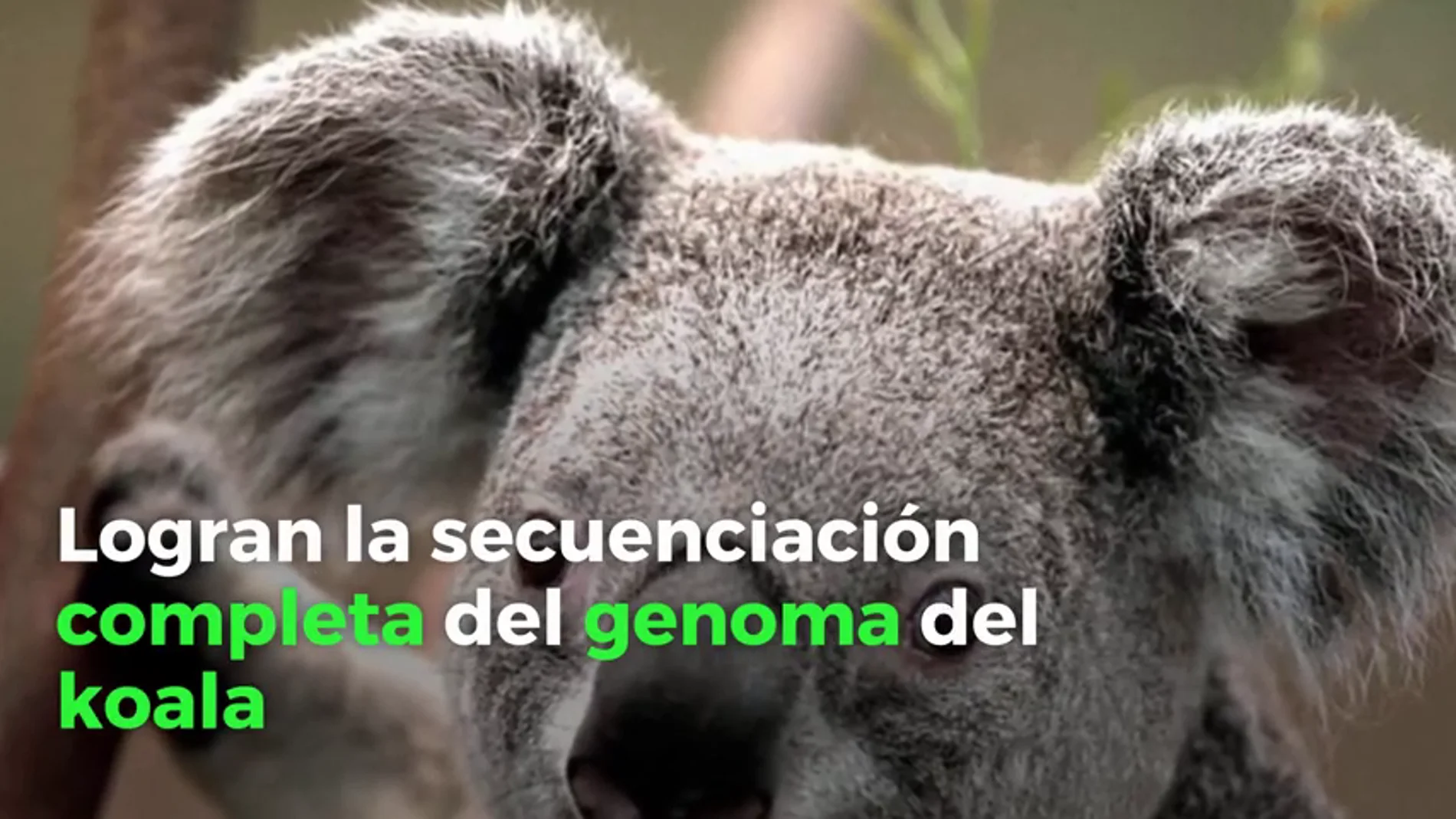 Descifran el código genético del koala: un "trampolín" para salvar esta especia única