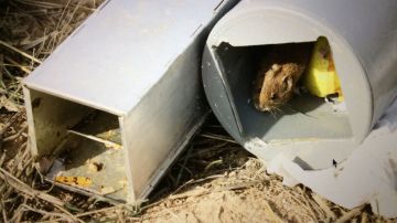 Un metodo monitoriza con precision poblaciones de pequenos mamiferos