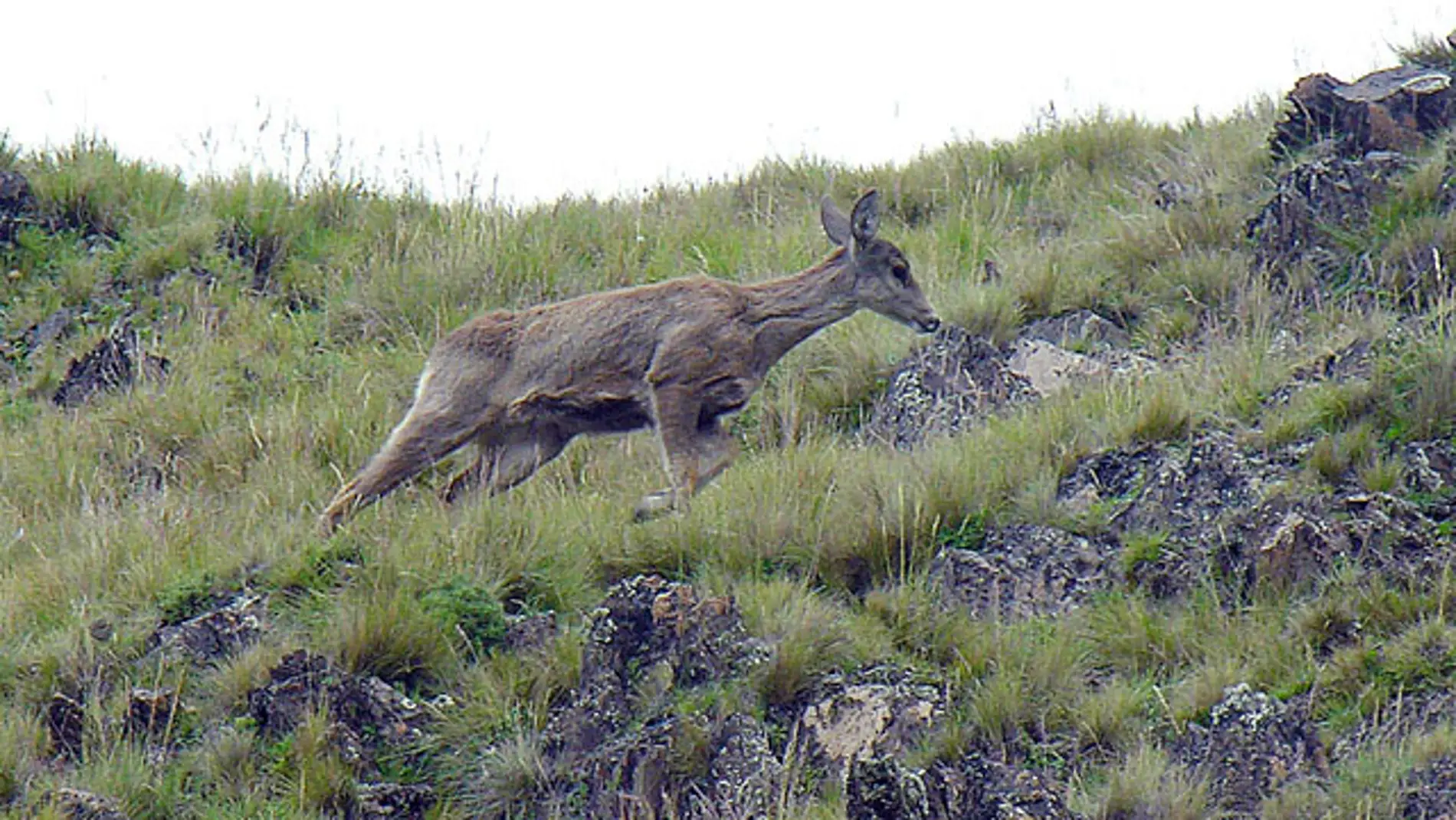 Fotografía del ciervo Taruka (Hippocamelus antisensis) 