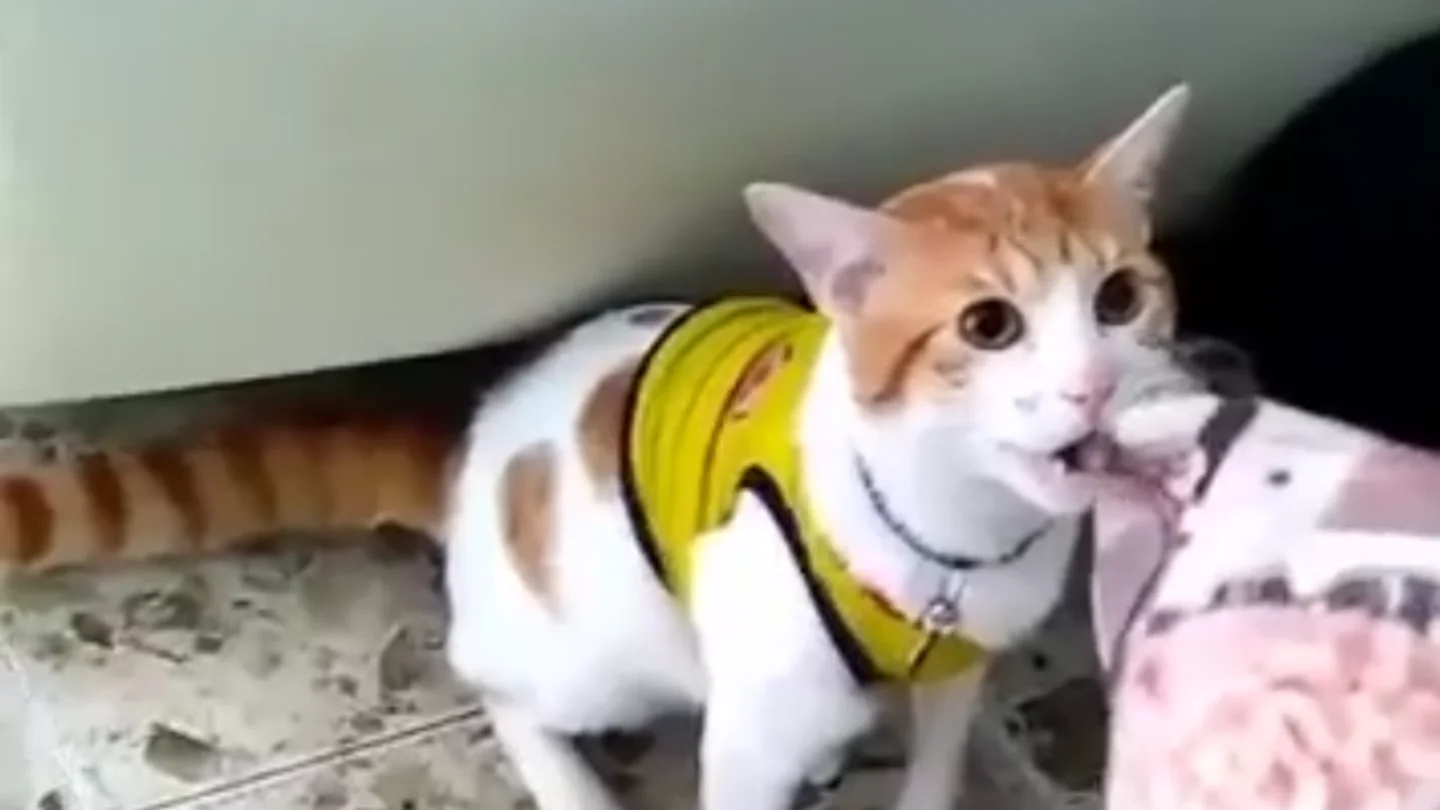 Mono, el gato que canta los goles de Colombia Mono, el gato que canta los goles de Colombia