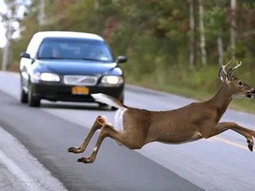 Animales en la carretera Animales en la carretera