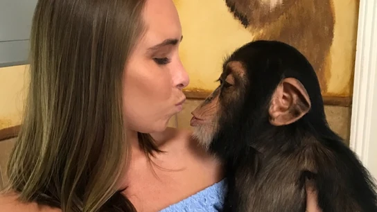 Chimpancé que reconoce a sus cuidadores Chimpancé que reconoce a sus cuidadores