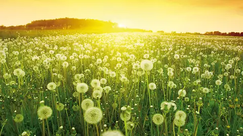 Diente de león Planta de diente de león ruso