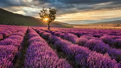 Festival de la Lavanda. Brihuega Tres Festivales en Castilla-La Mancha para comenzar el verano