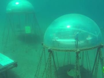 Cultivar plantas en los fondos marinos: una nueva iniciativa con resultados sobresalientes Cultivar plantas en los fondos marinos: una nueva iniciativa con resultados sobresalientes