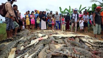 Matanza de 300 cocodrilos en Indonesia