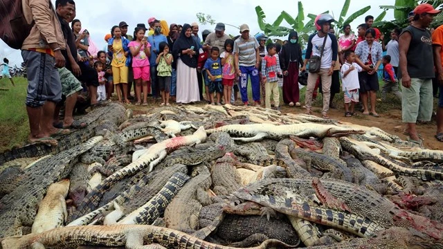 Matanza de 300 cocodrilos en Indonesia