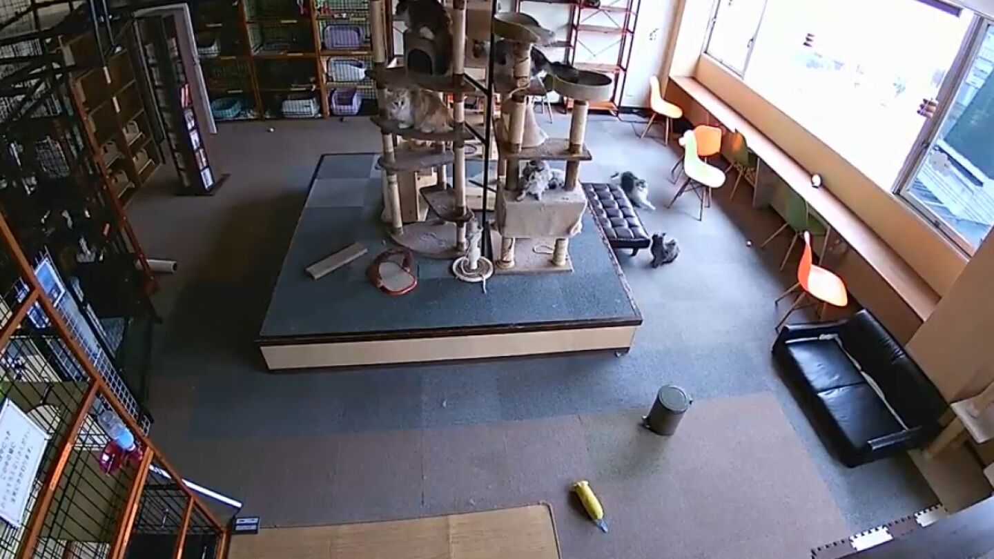 Varios gratos notando un terremoto antes de que se produzca