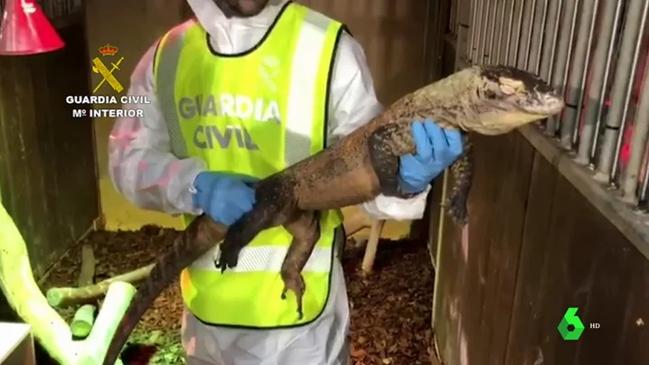 Dragón de Komodo incautado por la Guardia Civil