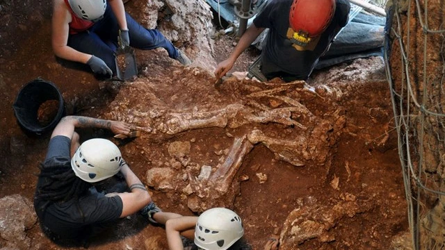 Esqueleto de rinoceronte hallado en Castelldefels