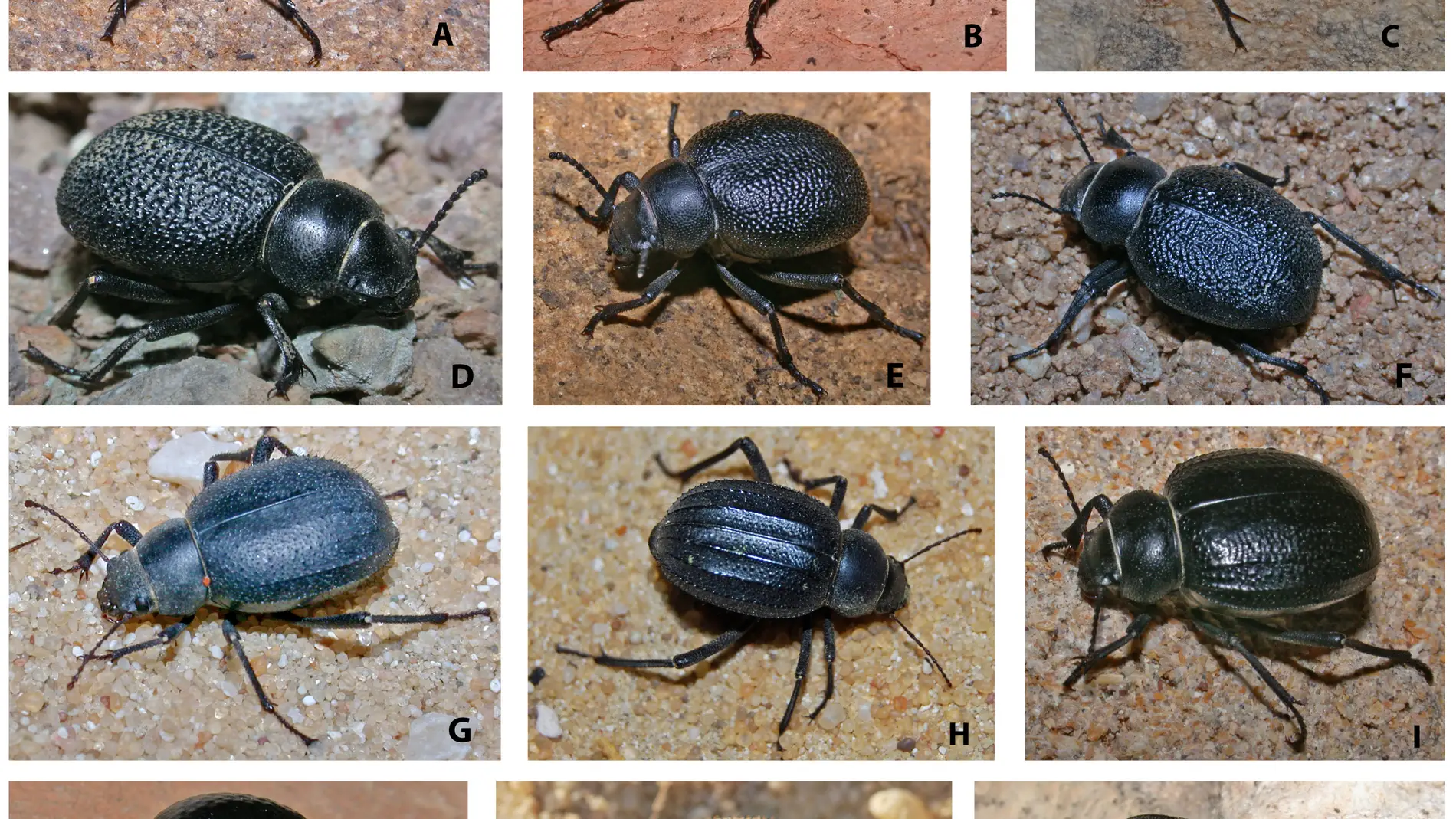 Los cambios geologicos determinaron la evolucion de los escarabajos