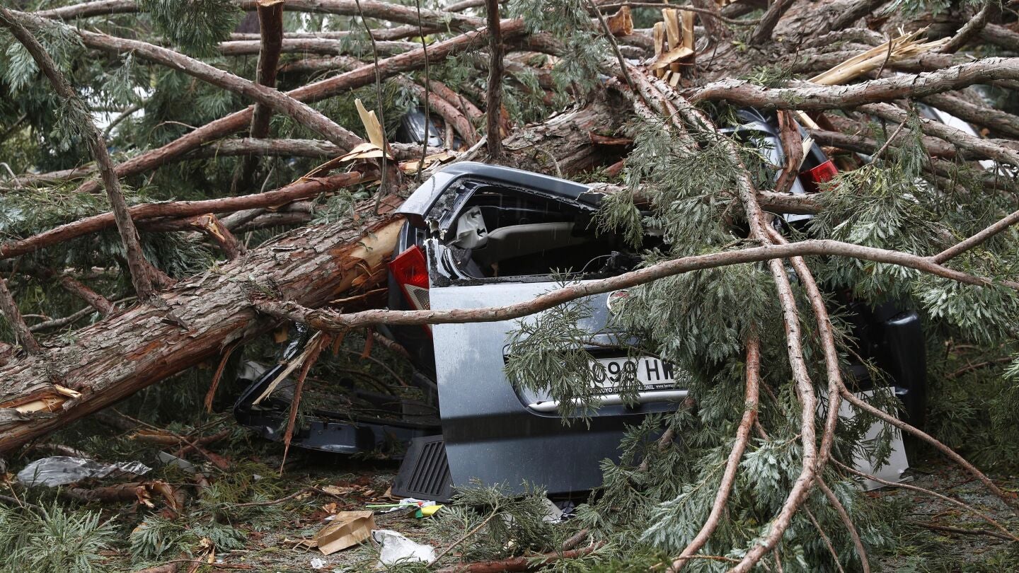 Coche aplastado por la rama del &aacute;rbol