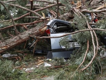 Coche aplastado por la rama del árbol Coche aplastado por la rama del árbol