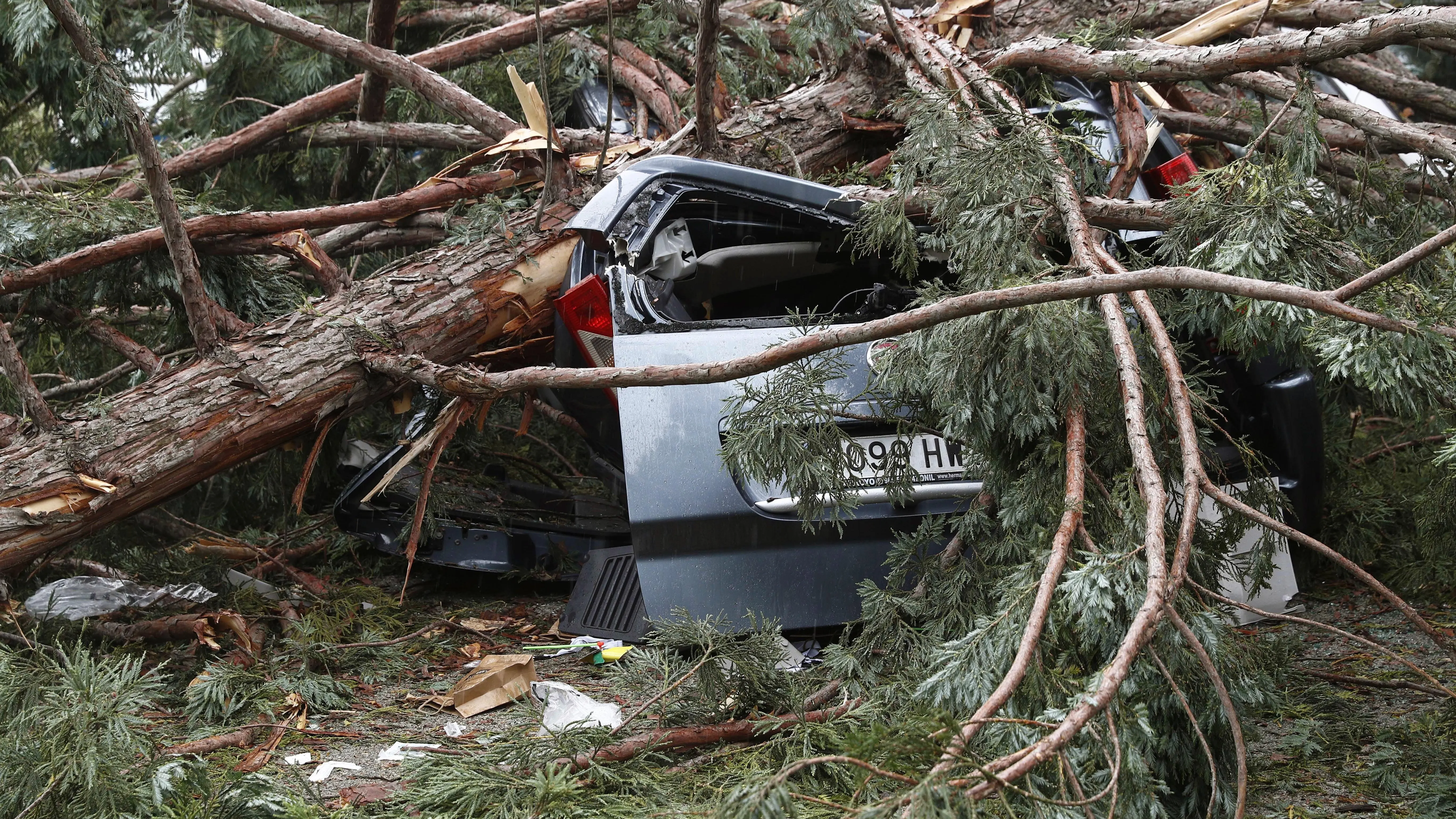 Coche aplastado por la rama del árbol