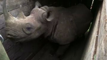 Imagen de archivo de un rinoceronte