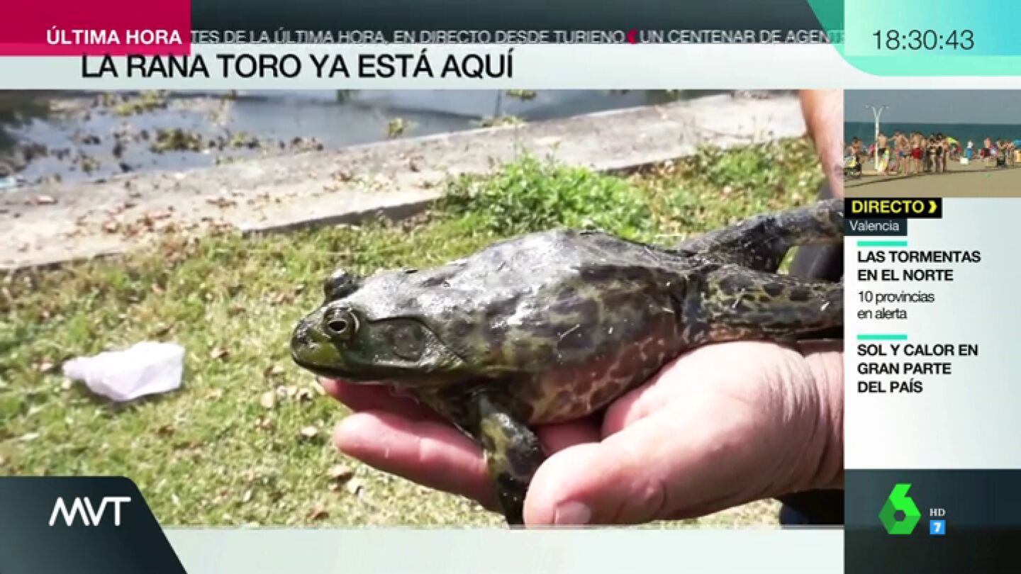 La rana Toro ya est&aacute; aqu&iacute;