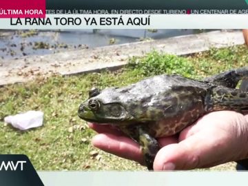 La rana Toro ya está aquí La rana Toro ya está aquí