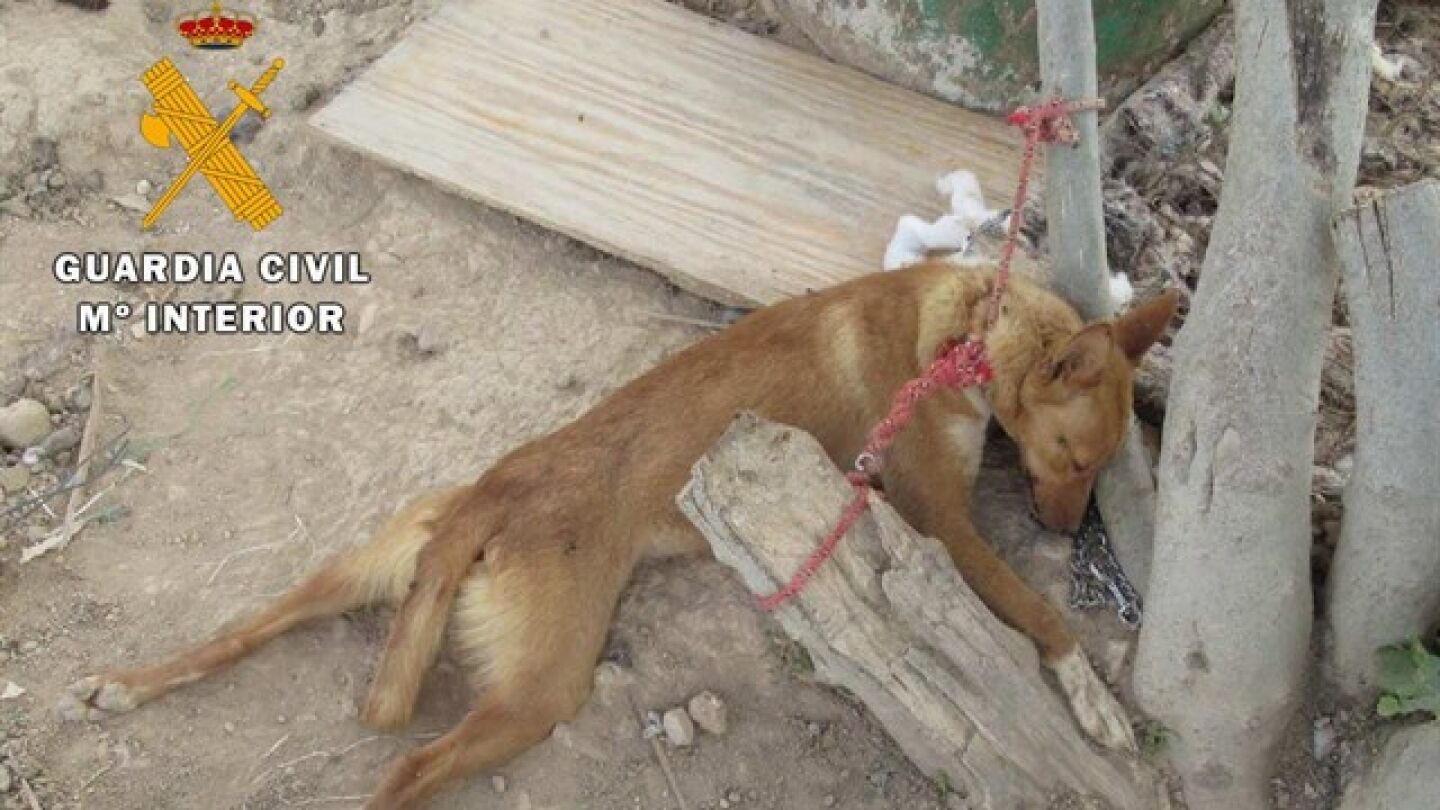 Las condenas por delitos ambientales y maltrato animal aumentaron en 2017