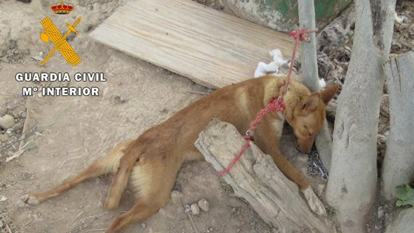 Foto de archivo de un perro maltratado Las condenas por delitos ambientales y maltrato animal aumentaron en 2017