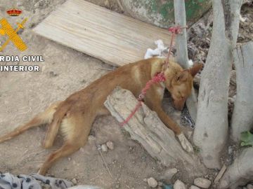 Las condenas por delitos ambientales y maltrato animal aumentaron en 2017 Las condenas por delitos ambientales y maltrato animal aumentaron en 2017