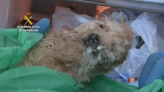 Perro intervenido de un criadero en Vinarós Perro intervenido de un criadero en Vinarós