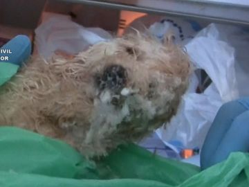 Perro intervenido de un criadero en Vinarós Perro intervenido de un criadero en Vinarós